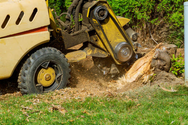 Best Tree Cabling and Bracing  in Richland, WA